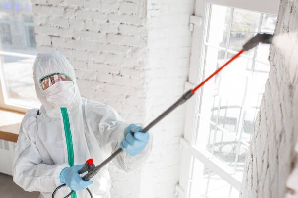 West Pleasant View, CO Mold Removal Company