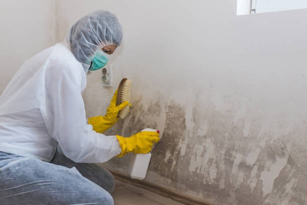 Best Asbestos and Lead Testing During Mold Inspection  in West Pleasant View, CO