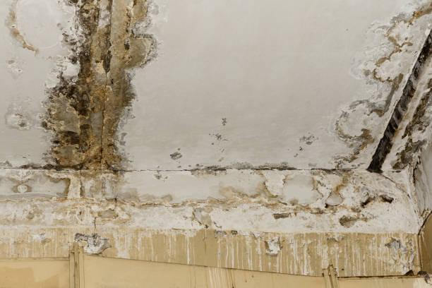 Best Basement Mold Removal  in West Pleasant View, CO