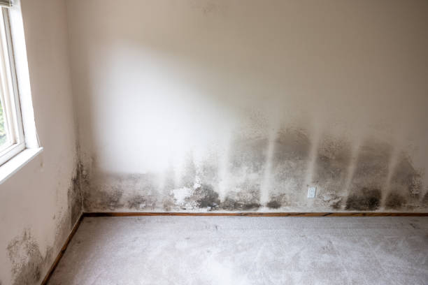  West Pleasant View, CO Mold Removal Pros