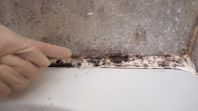 Best Emergency Mold Remediation  in West Pleasant View, CO